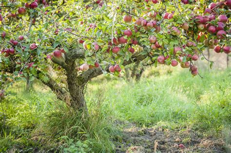5 Fast Growing Fruit Trees For A Beginners Backyard Orchard Food