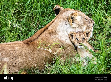 Lioness And Cub Hi Res Stock Photography And Images Alamy