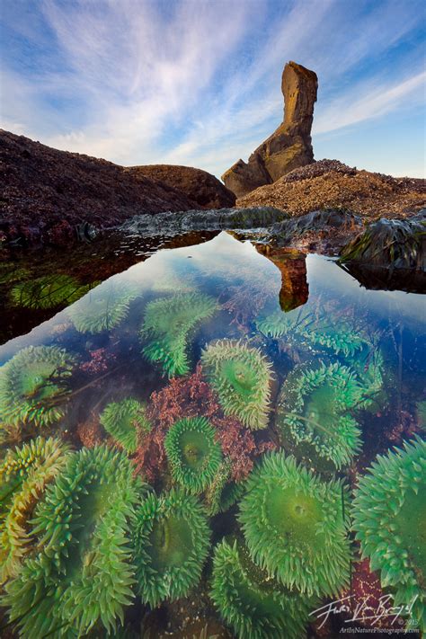 Tidal Secrets Olympic Np Wa Art In Nature Photography