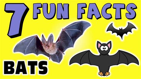 Facts About Bats Bats Information For Kids Dk Find Out
