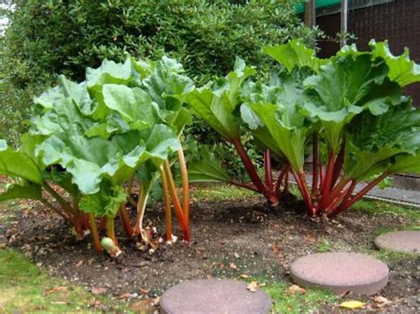 Mistakes When Planting And Growing Rhubarb