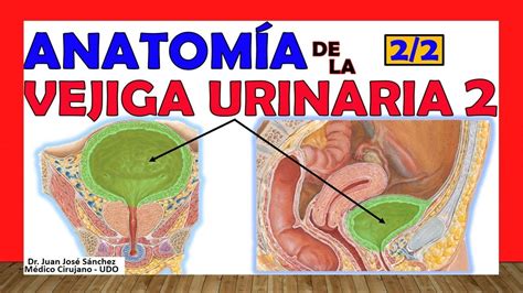 🥇 Vejiga Urinaria 22 Anatomía ¡fácil Explicación Youtube