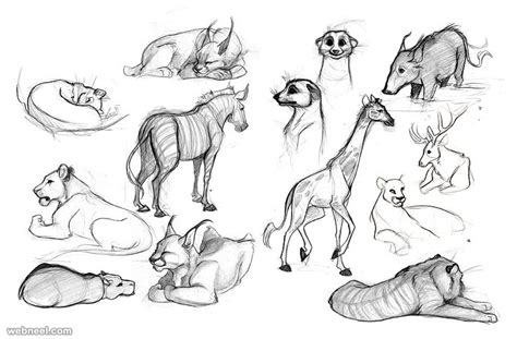 25 Beautiful Animal Drawings for your inspiration - How to Draw Animals