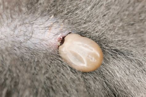 Can Ticks Burrow Under Dogs Skin