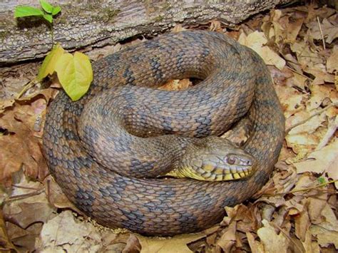 Water Moccasin Nesting Habits