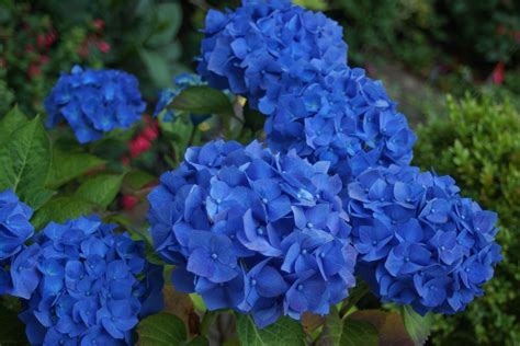 My Blue Hydrangea Blue Hydrangea Vegetables Plants Garden Ideas