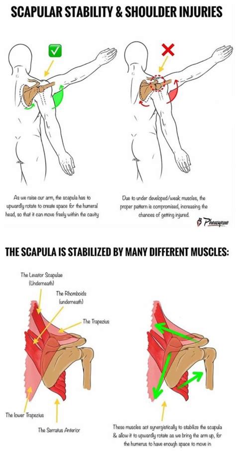 Scapular Strength And Shoulder Injuries