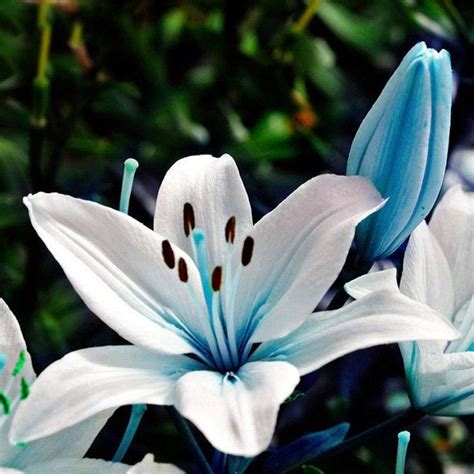 12 Easy Ways To Facilitate Lily Flower Blue Lily Flower Blue