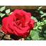 Rose  Roses Wallpaper 11661703 Fanpop