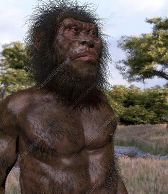 After adding homo naledi to the human family tree, researchers reveal that the species is younger than it seems. Homo naledi male, illustration - Stock Image - C040/3173 - Science Photo Library