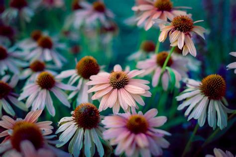 Selective Focus Photography Of Pink Petaled Flower · Free Stock Photo