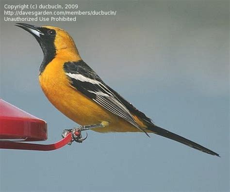 Bird Pictures Hooded Oriole Icterus Cucullatus By Nestboxross
