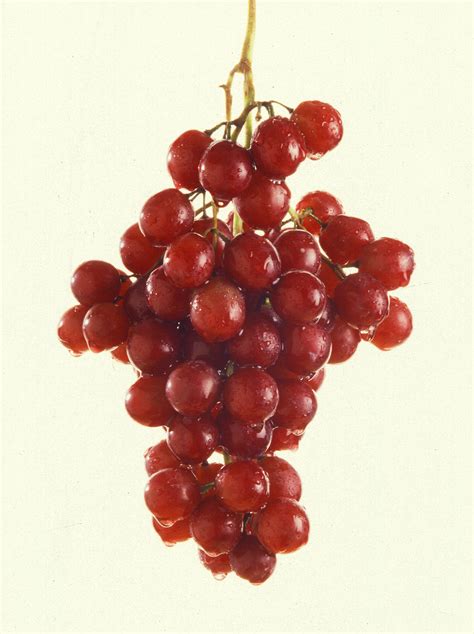 Filemore Grapes