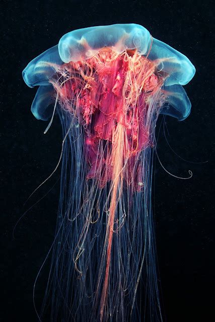 Cyanea Capillata медуза с львиной гривой Underwater Creatures