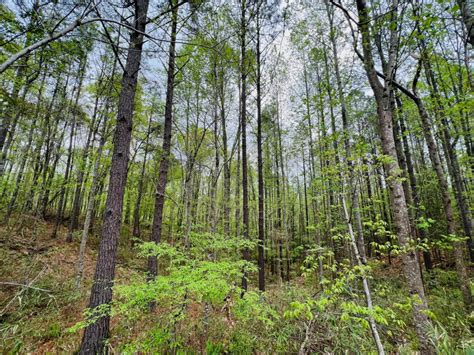 130 Acres Hinds County Ms Backwoods Land Company