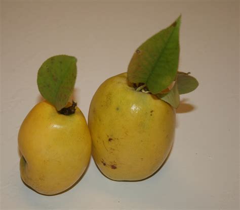 Identifying Selecting And Pruning Fruiting Quince Walter Reeves The