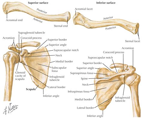 Arm Muscle Amd Back Anatomy