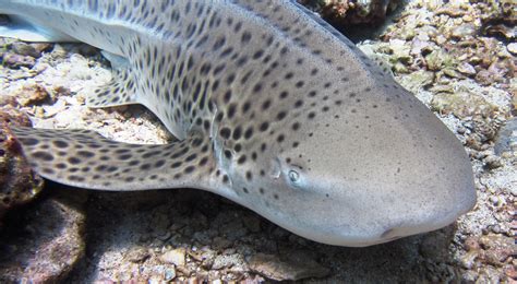 Zebra Shark Wallpapers Images Photos Pictures Backgrounds