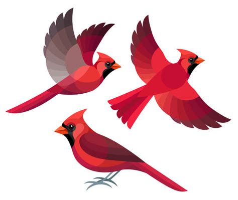 Cardinal In Flight Illustrations Royalty Free Vector Graphics And Clip