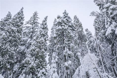 Snow Covered Fir Trees In The Northern California Sierra Nevada Forest