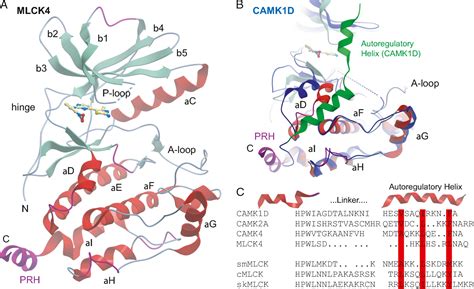 Figure 2 From Cardiac Myosin Light Chain Is Phosphorylated By Ca2 Calmodulin Dependent And