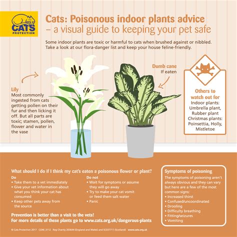 Some plants, cats are able to nap on it, only toxic when the cat eats. Dangerous Plants for Cats | Help & Advice | Cats Protection