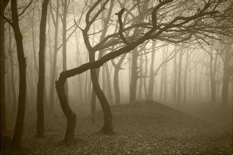 Explore 6 Of The Worlds Most Haunted Forests American Forests