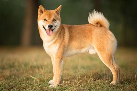 Shiba Inu Dog Breed Information Shiba Inu Dog Dog Breeds Smartest Dogs