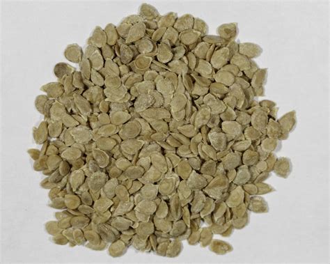 The tomato seed has a tough outer shell, although indigestible, the stomach acid removes part of the outer layer are tomato seeds digestible? Heirloom Mortgage Lifter Tomato Seeds - NDG Botanicals