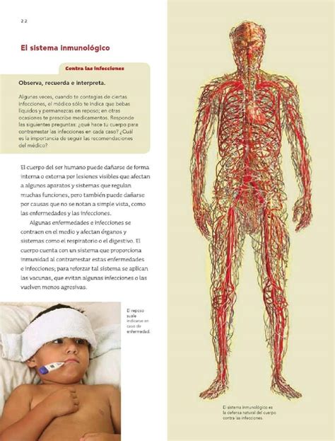 Libro completo de ciencias naturales sexto grado en digital lecciones exámenes tareas. Coordinación y defensa del cuerpo humano - Bloque I - Tema ...