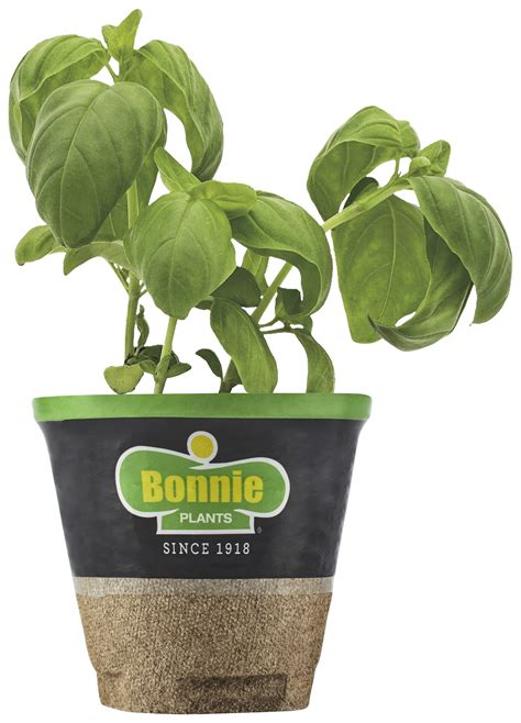 Bonnie Plants Sweet Basil Live Plant