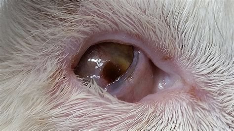 Mouth ulcers are never fun to deal with, and they certainly are no fun for your pet! Corneal Ulcer Treatment, Dog Eye Ulcer Treatment in Brisbane