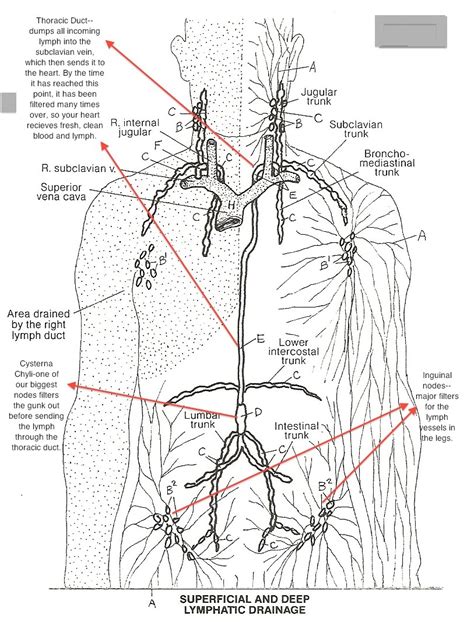 Lymphatic System Complex Venous System