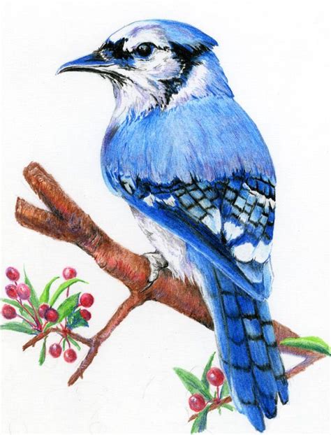 10 Dibujos De Pájaros En Color