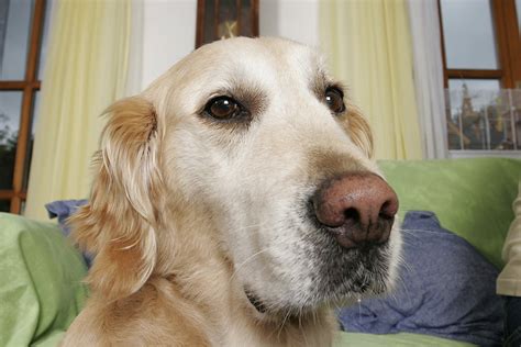 Ursache Und Behandlung Von Epilepsie Beim Hund Herz Fuer Tiere De My
