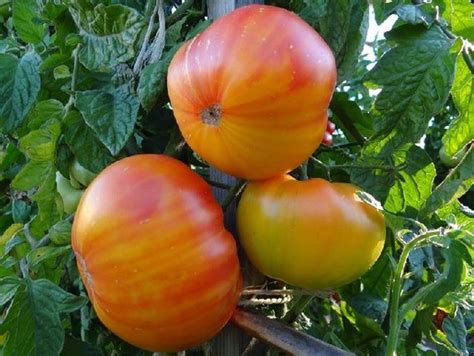 Pineapple Tomato Seeds Etsy In 2021 Growing Vegetables Garden