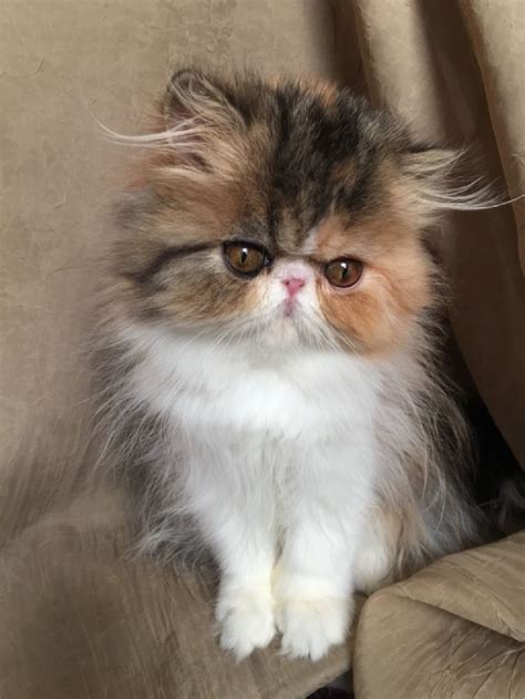 Persian Kitten Calico F Show Quality