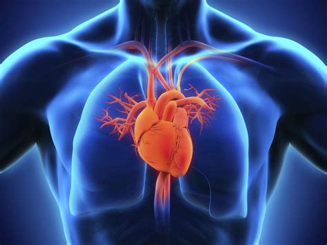 از دستگاه قلبی و عروقی چه می‌دانید؟