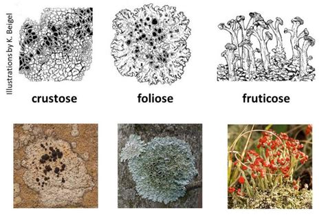 Lichen Biology Ohio Plants