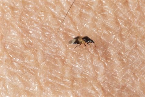 Maybe you would like to learn more about one of these? Little Black Bug…BIG Bite | Purdue University Pest&Crop ...