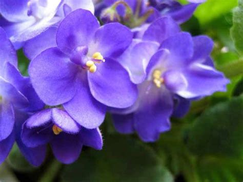 You will receive a link to create a new password via email. New Jersey State Flower - Common Meadow Violet | New ...