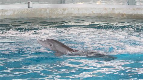 Winter The Dolphin Star Of Dolphin Tale Has Died Tampa Bay Business Journal