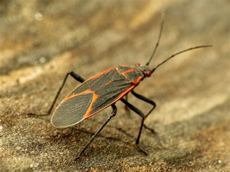 10 Stunning Red And Black Bugs