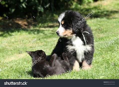 Bernese Mountain Dog With A Cat Stock Photo 66256204 Shutterstock