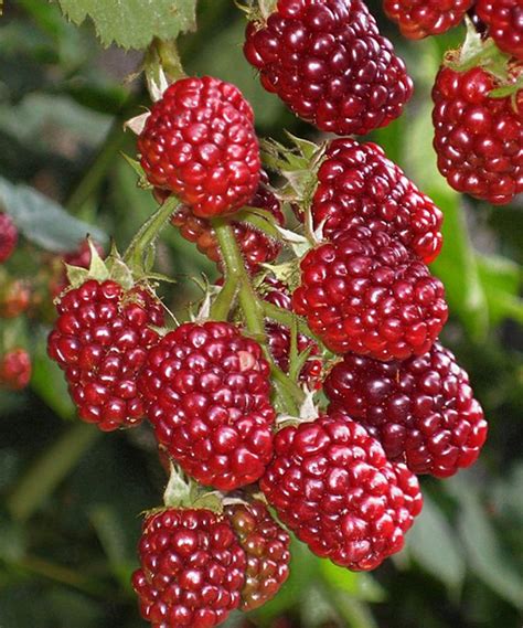 Cottage Farms Direct Live Joan J Thornless Raspberry Plant Set Of