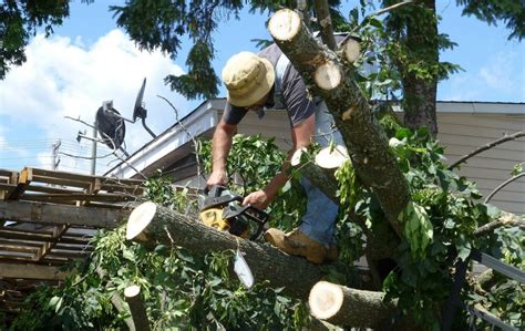 Advantages of Tree Removal Services – Obscure Couture