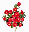 Camellia japonica Princesse Baciocchi - Kamelie Princesse Baciocchi ...