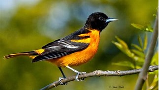 Image result for Baltimore Oriole