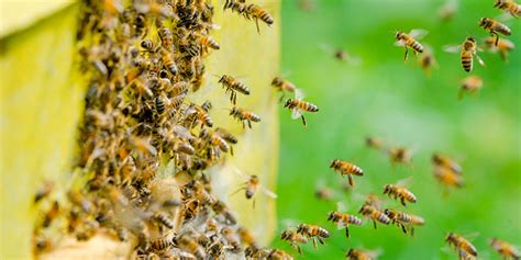Bee Control Quality Control Inc