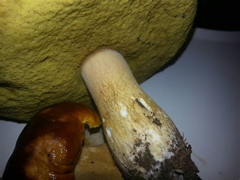 Edible Boletes Mushroom Hunting And Identification Shroomery